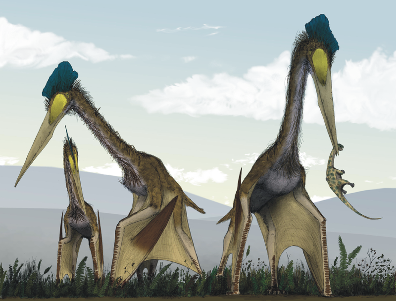 A group of giant azhdarchids foraging on a Cretaceous fern prairie, one with a juvenile titanosaur in its beak. Image: Mark Witton.